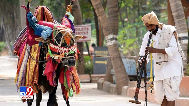 Sankranti Celebrations: డూడూ బసవన్నల నృత్యాలు, హరిదాసుల సంకీర్తనలతో శిల్పారామం సందడిగా మారింది