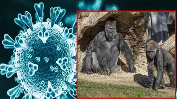 Gorillas test covid19 positive : అమెరికాలోని జూపార్క్లో కరోనా కలకలం.. జూ పార్క్లోని 8 గొరిల్లాలకు పాజిటివ్
