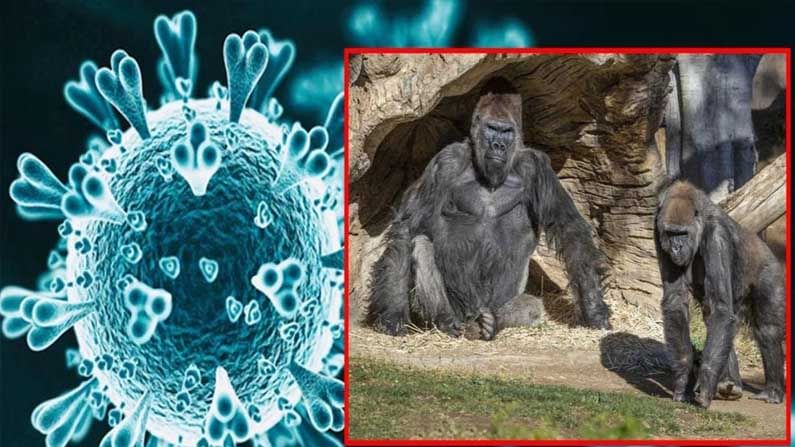 Gorillas test covid19 positive : అమెరికాలోని జూపార్క్‌లో కరోనా కలకలం.. జూ పార్క్‌లోని 8 గొరిల్లాలకు పాజిటివ్