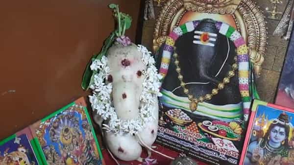 Lord Ganesh : కృష్ణా జిల్లా నందిగామ పట్టణంలో వింత ఘటన.. ముల్లంగిలో కనిపించిన గణపతి ఆకారం