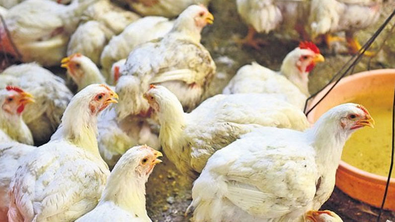 Chicken Prices Down: చికెన్ ధరలపై బర్డ్ ఫ్లూ ప్రభావం.. ఆందోళనలో పౌల్ట్రీ రైతులు..