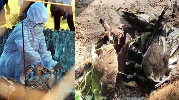 Bird Flu Outbreak: దేశంలో 7 రాష్ట్రాలకు బర్డ్ ఫ్లూ విస్తరించినట్టు ప్రకటించిన కేంద్రం, ఢిల్లీ సీఎం కీలక నిర్ణయం