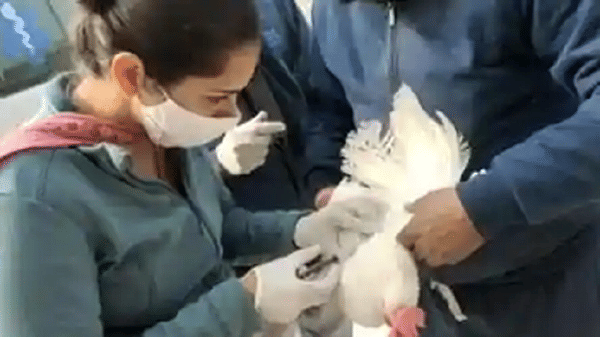 bird flu : బర్డ్ ఫ్లూపై నివేదికలు రెడీ చేయండి.. అన్ని రాష్ట్రాలకు కేంద్రం ఆదేశాలు