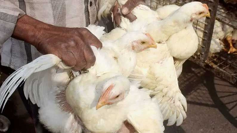 Bird Flu Scares In Nizamabad: ఆ జిల్లాలో భారీగా మరణిస్తున్న కోళ్లు.. భయాందోళన వ్యక్తం చేస్తున్న గ్రామస్థులు
