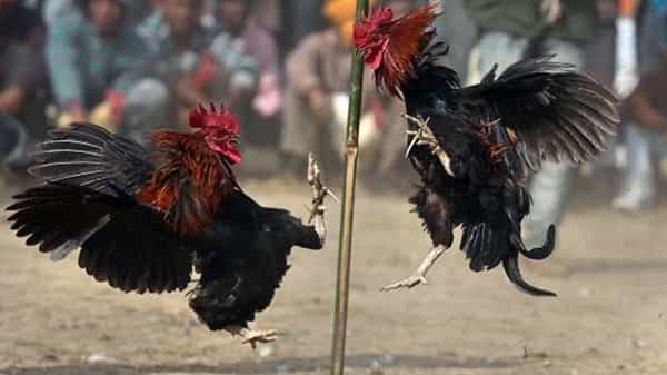 West Godavari : జోరుగా సాగుతున్న పందాలు.. కోడి పందాల స్థావరాలపై పోలీసుల దాడులు..