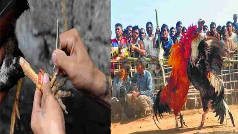 All Set for Cockfights: కోడిపందాలపై నిషేధమున్నా.. బరిలోకి దిగిన పందెం కోడి.. కాయ్ రాజా కాయ్..