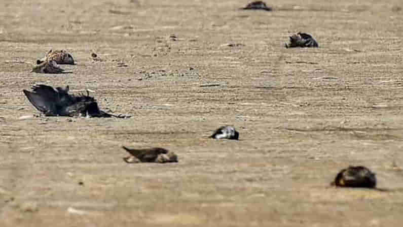 Crows Death: ఆ ప్రాంతంలో కాకుల మృతితో అలజడి.. కర్ఫ్యూ, సెక్షన్ 144 అమలు, కారణమేంటంటే.?