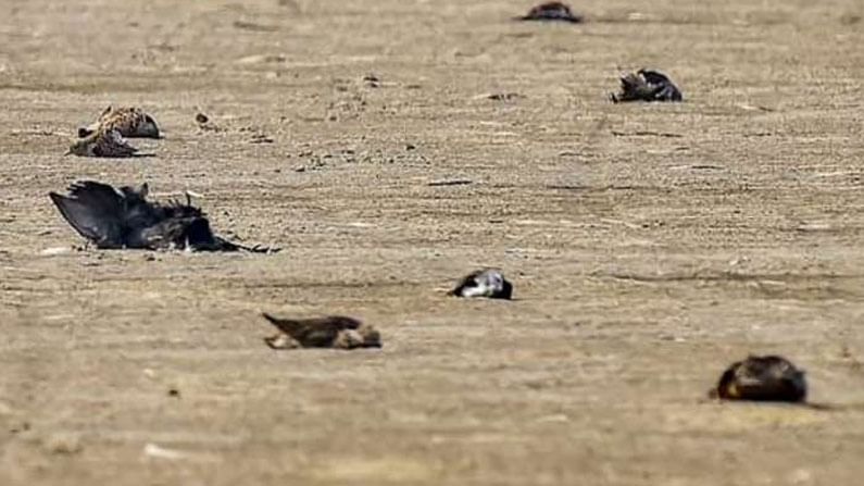 Crows Death: ఆ ప్రాంతంలో కాకుల మృతితో అలజడి.. కర్ఫ్యూ, సెక్షన్ 144 అమలు, కారణమేంటంటే.?