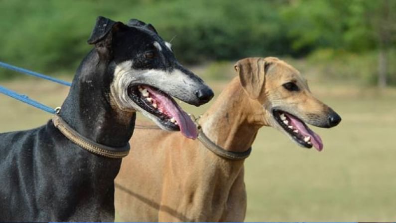 Indian Dog Breeds: బార్డర్ సెక్యూరిటీ ఫోర్స్ సరికొత్త ప్రయోగం.. శత్రువులను గుర్తించేందుకు ఏకంగా శునకాలను..