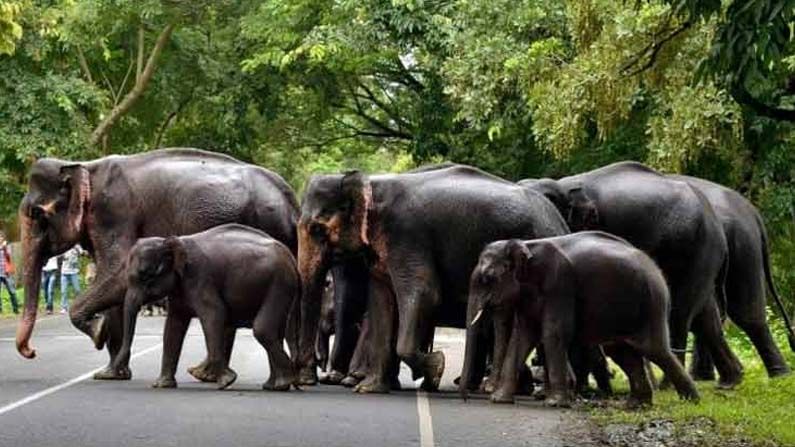 Elephant attack : జనావాసంలోకి గజరాజులు.. ఏనుగుల దాడిలో ముగ్గురు మృతి.. భయం గుపిట్లో ప్రజలు