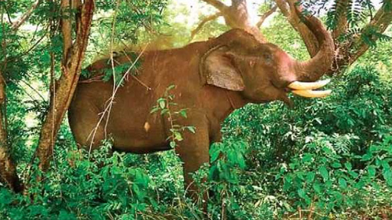 Elephant attack in chittoor : చిత్తూరు జిల్లాలో ఏనుగులు బీభత్సం.. వ్యక్తికి గాయాలు..