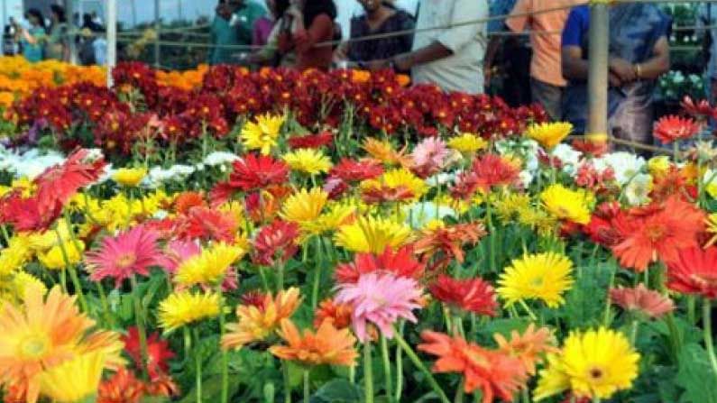 Plants Exhibition in Hyderabad: నేటి నుంచి ఐదు రోజుల పాటు హైదరాబాద్ వాసులను అలరించనున్న రకరకాల పువ్వుల, పండ్లజాతి మొక్కలు