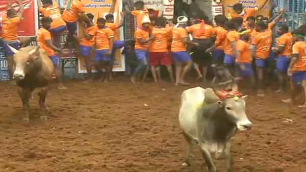 Jallikattu begins in Madurai: తమిళ సంస్కృతిలో భాగమైన జల్లికట్టు పోటీలు మధురై జిల్లాలో ప్రారంభం..
