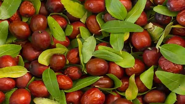 Jujube Health Benefits: భానుడికి చిహ్నంగా భావించే ఈ రేగు పండులో ఎన్ని ఔషధ గుణాలున్నాయో తెలుసా..!