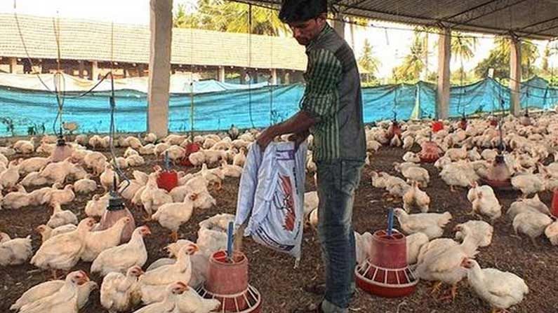 Bird flu in Maharashtra: మహారాష్ట్రలో విజృంభిస్తున్న బర్ద్ ఫ్లూ, మరో రెండు జిల్లాలో నిర్ధారణ.. 2000 కోళ్లు కల్లింగ్
