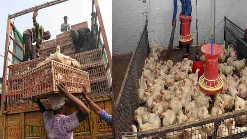 Bird Flu in Maharashtra: మహారాష్ట్రలో రోజు రోజుకీ వ్యాపిస్తున్న బర్డ్ ఫ్లూ.. తాజగా 983 పక్షులు మృతి..