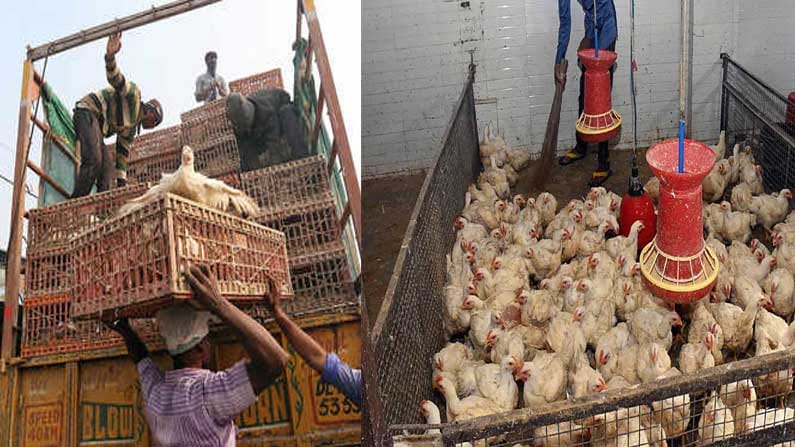 Bird Flu in Maharashtra: మహారాష్ట్రలో రోజు రోజుకీ వ్యాపిస్తున్న బర్డ్ ఫ్లూ.. తాజగా 983 పక్షులు మృతి..
