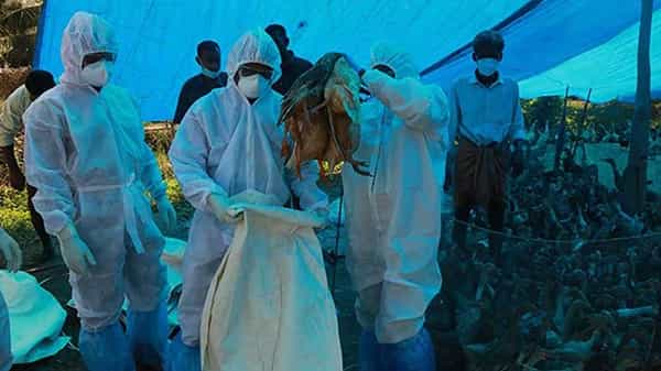 Bird Flu In Maharashtra: మరో రాష్ట్రంలోకి అడుగు పెట్టిన బర్డ్ ఫ్లూ.. 9వేల కోళ్లను చంపేయాలని ప్రభుత్వం ఆదేశాలు