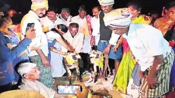 Ram, Sheep Marriage: గ్రామంలో వింత ఆచారం.. సంక్రాంతి తర్వాత గొర్రెకు, పొట్టేలుకు ఘనంగా పెళ్లి..