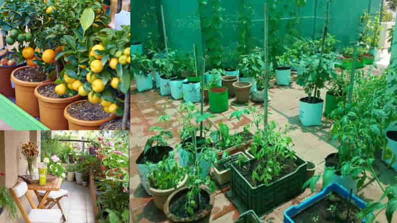 Terrace Garden Organic Food: టెర్రస్ గార్డెనింగ్ పై నగరవాసుల్లో పెరుగుతున్న ఆసక్తి సేంద్రీయ పద్ధతుల్లో మొక్కల పెంపకం కం