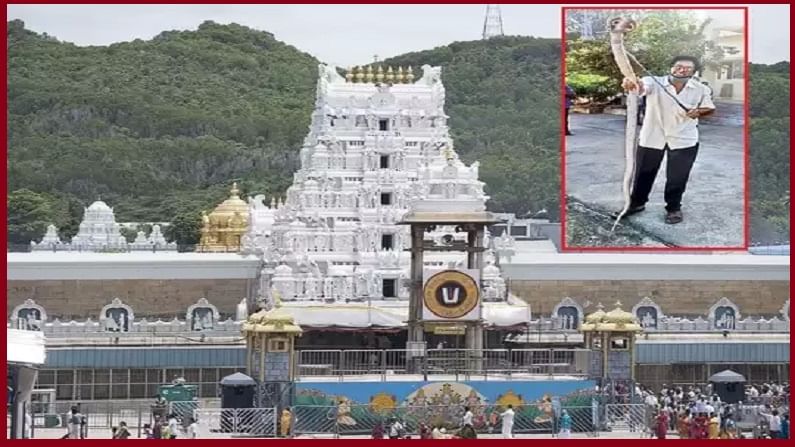 tirupati big cobra: తిరుమలలో భారీ నాగుపాము కలకలం.. పామును పట్టి అటవీ ప్రాంతంలో వదిలేసిన సిబ్బంది