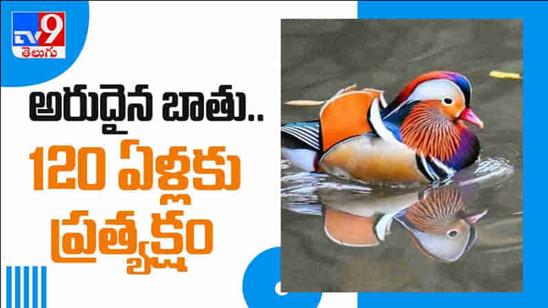 Rare Duck: 120 ఏళ్ళ తర్వాత ప్రత్యక్షమైన అరుదైన బాతు..వీడియో వైరల్