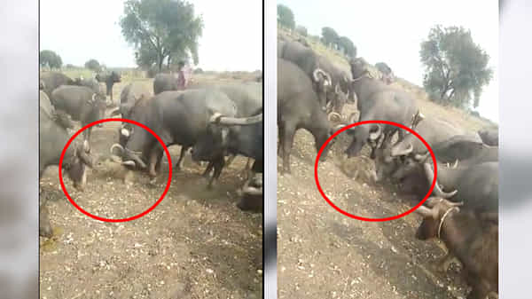 BUFFALO ATTACK: ఆదిలాబాద్ జిల్లాలో వింత ఘటన.. బర్రెలకు..దున్నలకు కోపమొచ్చింది.. ఆ తర్వాత ఏం జరిగిందంటే..!