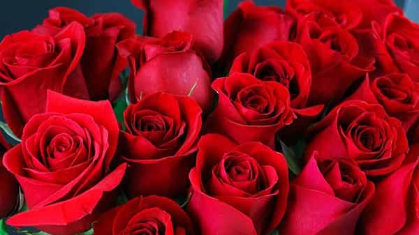 Benefits of Roses : గులాబి పూలు అందం కోసం మాత్రమే కాదు.. తినడానికి కూడా .. వీటి వల్ల ఆడవారికంటే.. మగవారికే ఎక్కువ లాభాలు తెలుసా..