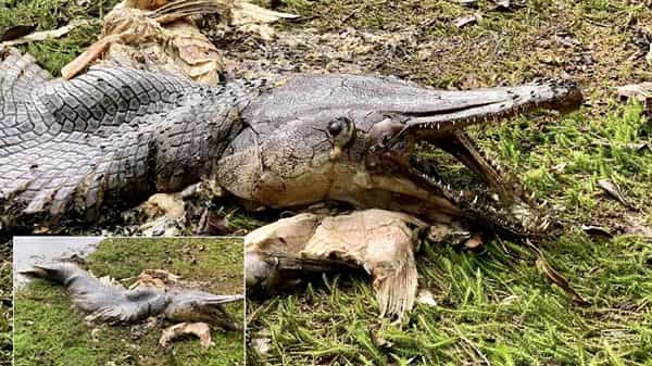 Bizarre Gator Like Fish : సముద్ర ఒడ్డుకు కొట్టుకొచ్చిన వింతజీవి.. మొసలి తల..చేప శరీరం.. వైరల్ అవుతున్న ఫోటోలు