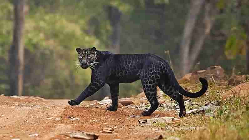 Rare Leopard: మహారాష్ట్రలో ఫోటోగ్రాఫర్ కంటపడిన అరుదైన చిరుతపులి.. సోషల్ మీడియాలో హల్‌చల్ చేస్తున్న ఫోటోలు..