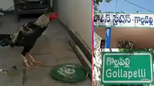 తెలంగాణలో వ్యక్తి మరణానికి కారణమైన కోడి అరెస్టు.. ఏ1 ముద్దాయి అట.. కోడి కూతలతో స్టేషన్లో మోత