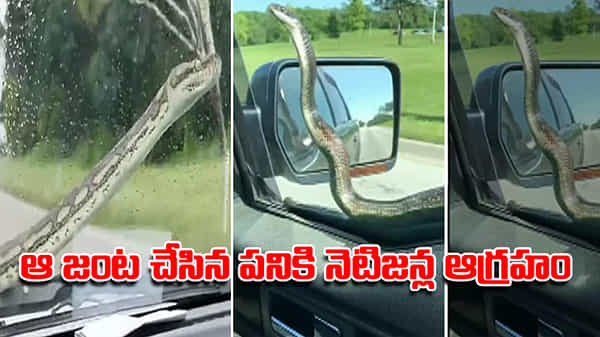 స్పీడ్గా ఉన్న కారుపై కొండ చిలువ.. ఆ జంట చేసిన పనిని చూసి తీవ్రంగా తప్పుబడుతున్న నెటిజన్లు.. వీడియో వైరల్