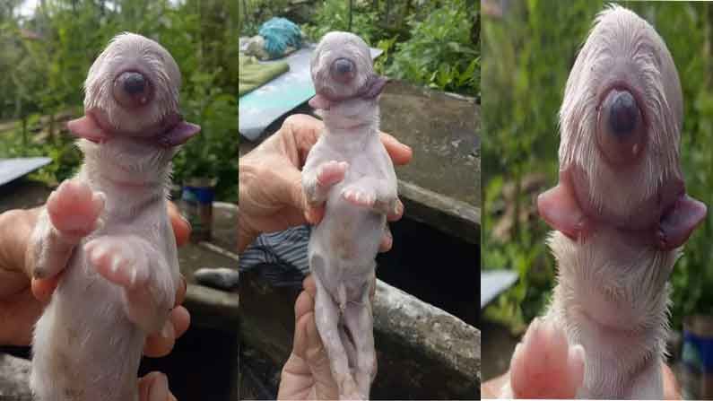 Cyclops Puppy : ఒంటి కన్ను, రెండు నాలుకలతో వింత కుక్క జననం.. తల్లి తిన్న ఆహారమే కారణం అంటున్న నిపుణులు