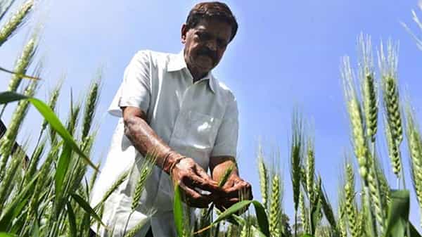 Vitamin D in rice: తెలంగాణ రైతు అద్భుత సృష్టి.. డి విటమిన్ బియ్యంతో దేశవ్యాప్తంగా ఖ్యాతి