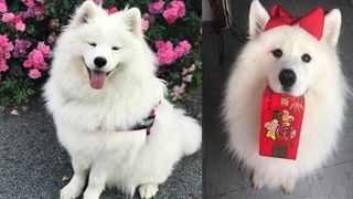 IGNOU December TEE 2020: ఇందిరా గాంధీ నేషనల్ ఓపెన్ విశ్వవిద్యాలయం టర్మ్ ఎండ్ పరీక్షల షెడ్యూల్ వచ్చేసింది