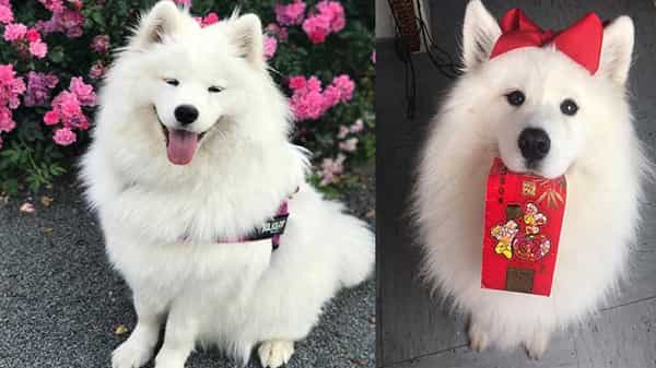 Instagram Dog: ప్రతీ కుక్కకు ఓ రోజు వస్తుందంటే ఇదేనేమో..! సోషల్‌ మీడియాలో మాయ చేస్తోన్న శునకం..