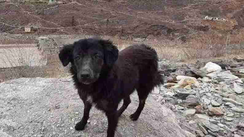 Dog at uttarakhand dam: 3 రోజులుగా కార్మికులు కోసం టన్నెల్ ముందే శునకం.. ఉత్తరాఖండ్‌లో కన్నీరు పెట్టించే దృశ్యం