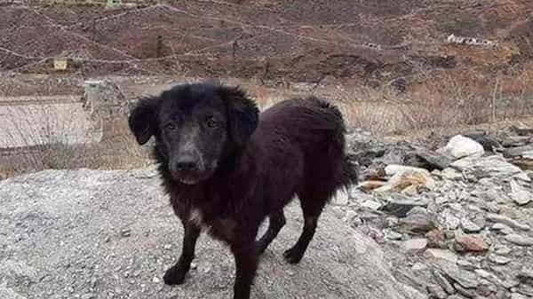 Dog at uttarakhand dam: 3 రోజులుగా కార్మికులు కోసం టన్నెల్ ముందే శునకం.. ఉత్తరాఖండ్లో కన్నీరు పెట్టించే దృశ్యం