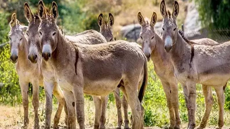 Donkeys Missing: గాడిదల అక్రమ రవాణా.. మాంసం కోసం ఎగబడుతున్న జనాలు.. కారణం తెలిస్తే షాక్ అవుతారు..