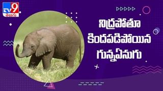 Friendship with the whale…తిమింగలంతో దోస్తీ.. బయాలజిస్ట్‌ మస్తీ…!