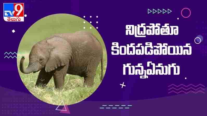 Baby Elephant Sleeping: నిద్రమత్తులో కిందపడ్డ ఏనుగుపిల్ల