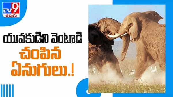 Elephants Attack Man Video: యువకుడిని తొక్కి చంపిన ఏనుగుల గుంపు.