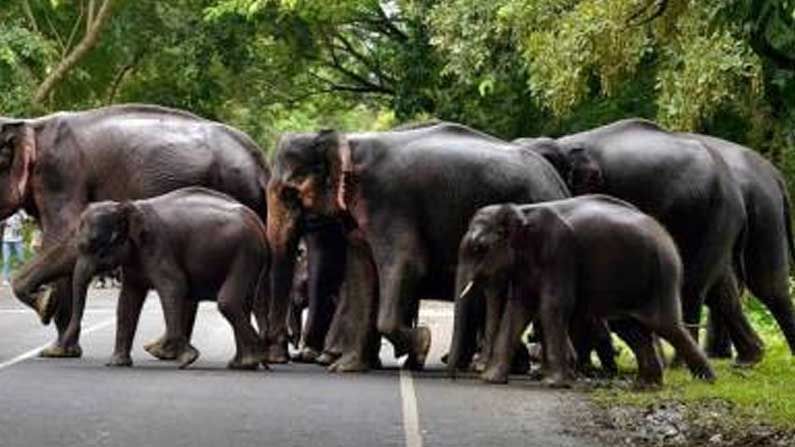 Elephants Attack Chhattisgarh: ఛత్తీస్‌గఢ్ దంతరి జిల్లాలో దారుణ ఘటన.. యువకుడిని తొక్కి చంపిన ఏనుగుల గుంపు..