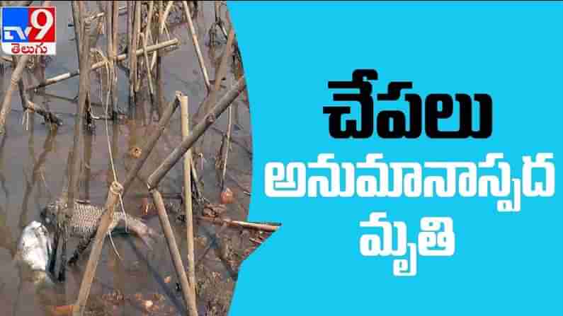 Fishes Died In Canal Video: చెరువులో చనిపోయి నీటతేలిన చేపలు.. చెంచుల పొట్టకొట్టాలని చూసిందెవరు..?