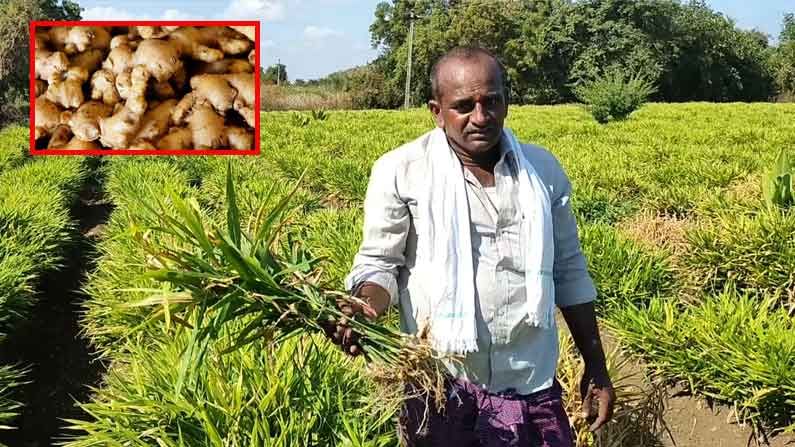 Ginger Cultivation: అల్లం పంటతో అద్భుత ఆదాయం.. అధిక దిగుబడితో ఆదర్శంగా నిలిచిన నిర్మల్ జిల్లా రైతు