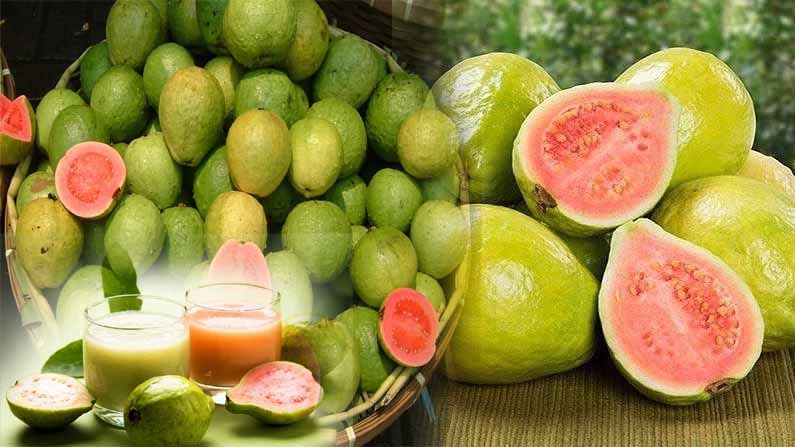 Guava Health Benefits: జామతో బోలెడు ప్రయోజనాలు.. క్రమం తప్పకుండా తీసుకుంటే ఎలాంటి లాభాలంటే..