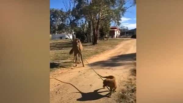 Dog and Horse Friendship: గుర్రాన్ని వాకింగ్కు తీసుకెళ్లిన కుక్కపిల్ల.. నెట్టింట హల్చల్ చేస్తున్న వీడియో..