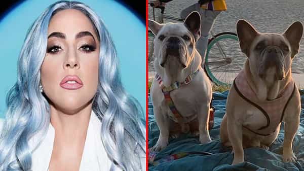Lady Gagas Bull Dogs: ఆ కుక్కలు రెండూ ఆమె వద్దకే చేరాయ్, లేడీ గాగా ఖుషీ, బుల్ డాగ్స్ కథ సుఖాంతం !