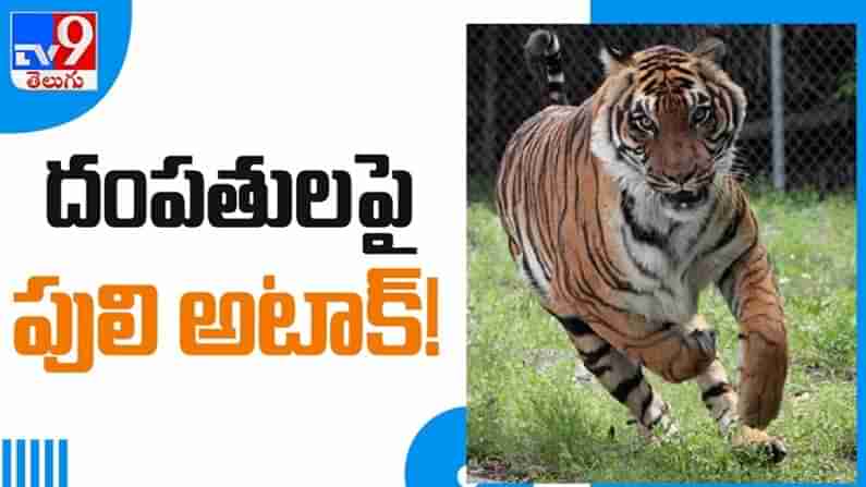 Leopard Attack Video: దంపతులపై పంజా విసిరిన పులి కాశ్మీర్లో దారుణం