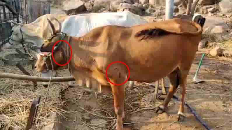 Leopard Roaming: హైదరాబాద్ శివారులో మరోసారి చిరుత పులి సంచారం.. ఆవుపై దాడి.. హడిపోతున్న జనాలు..